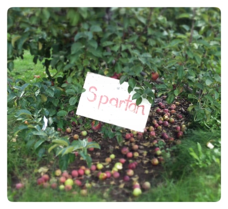 Apple Picking Spartan Apples